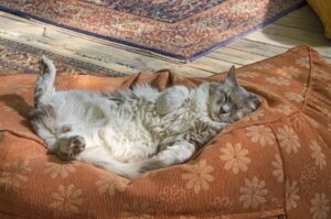 5 cuscini talmente belli che faranno sentire il tuo gatto un vero Re (anche quando dorme)
