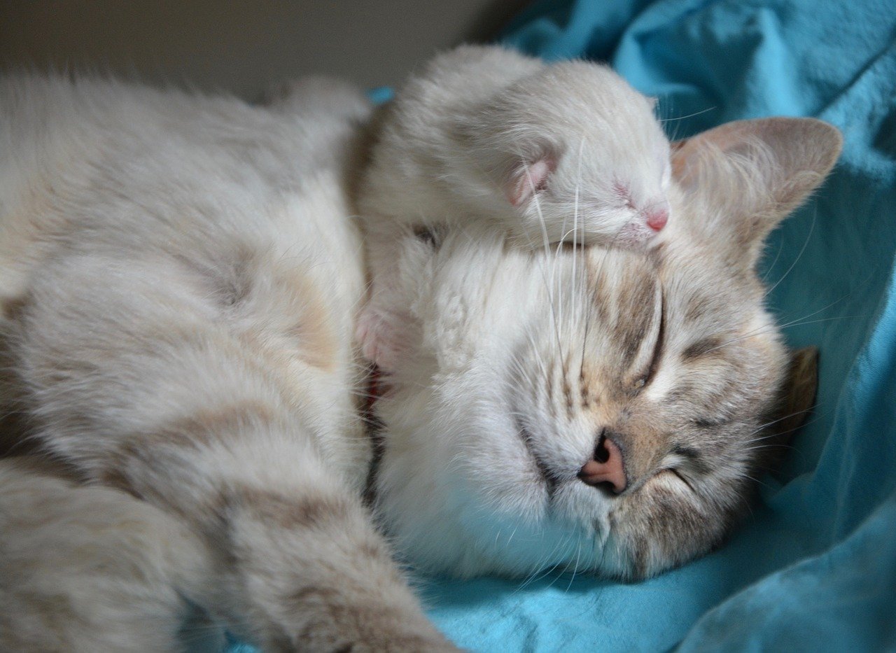 mamma gatto con piccolo gattino