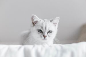 gatto piccolo pelo bianco