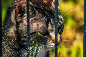 Dove adottare un gatto in Abruzzo: una piccola guida e a chi rivolgersi