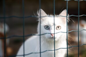 Dove adottare un gatto in Basilicata: una piccola guida e a chi rivolgersi