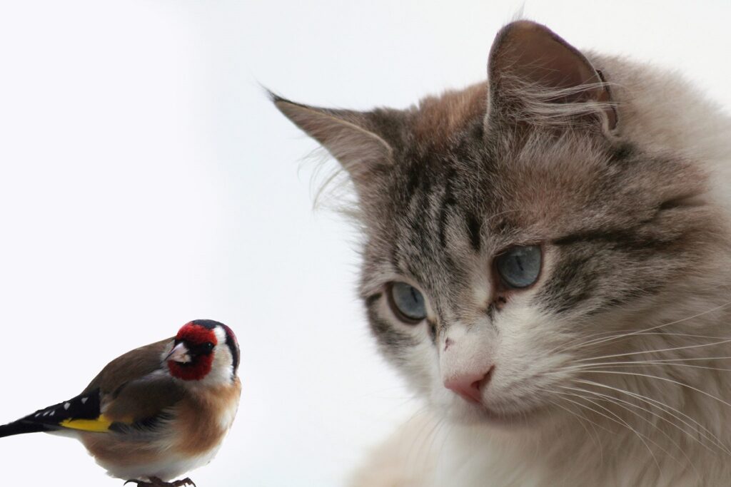 gatto osserva uccellino