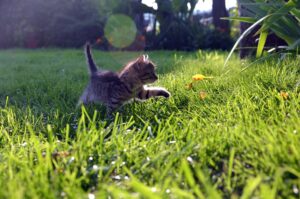 Come evitare che il gattino insegua gli uccellini?