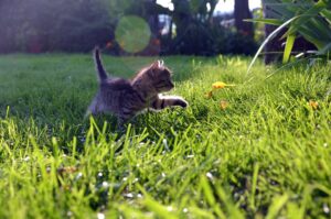 Come evitare che il gattino insegua gli uccellini?