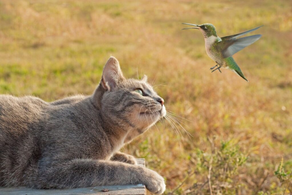 gatto che caccia su un campo