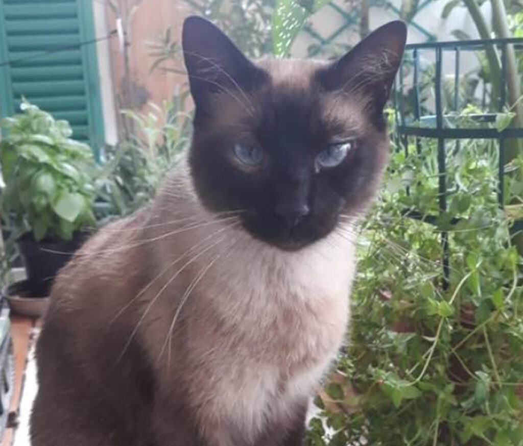 gatto siamese faccia scura