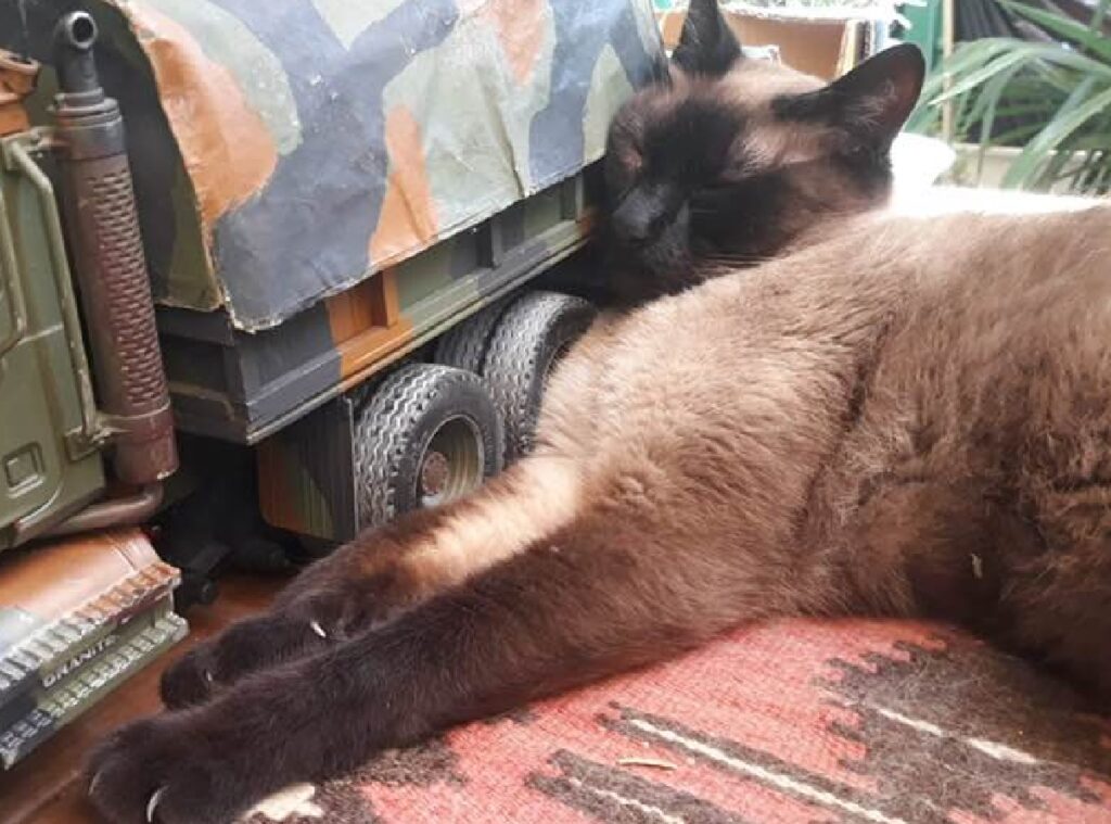 gatto romeo dorme al fianco di un giocattolo