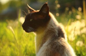 Firenze, nessuno sa che fine abbia fatto il gatto Romeo, lo si cerca da tempo