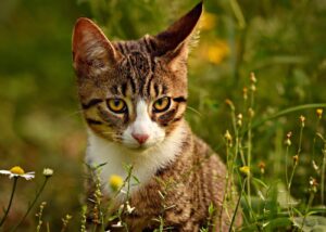 Forlì, un temporale spaventa il gatto Paride, scappa via e non fa più ritorno a casa