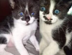Fratellini in adozione: sono gli ultimi gattini della cucciolata