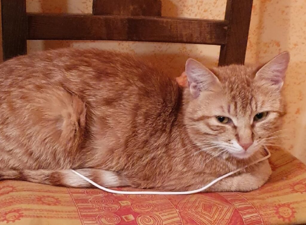 gatto rosso occhi neri