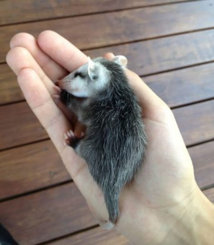 opossum in una mano