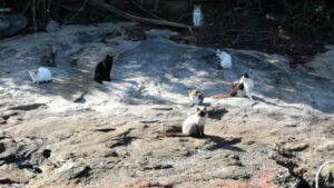 Gatti abbandonati su un’isola remota; il comune non vuole più accudirli