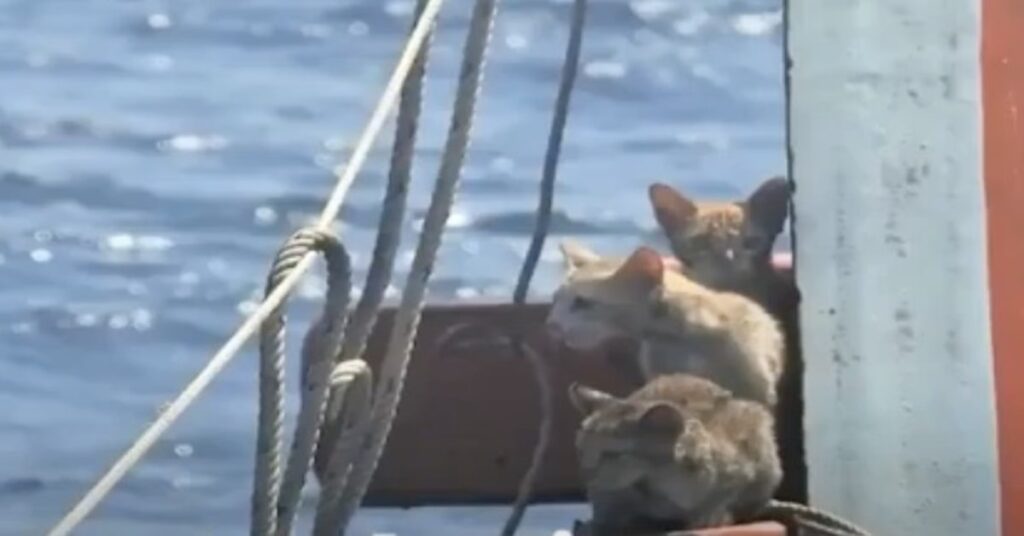 gatti su una nave che affonda