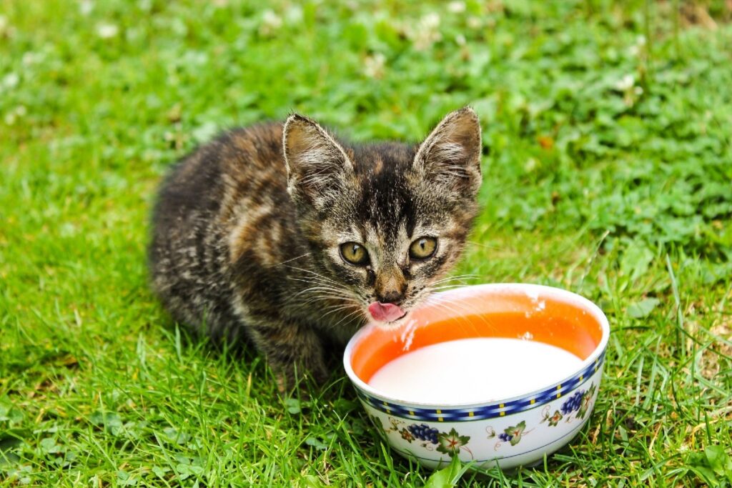 gattino beve il latte