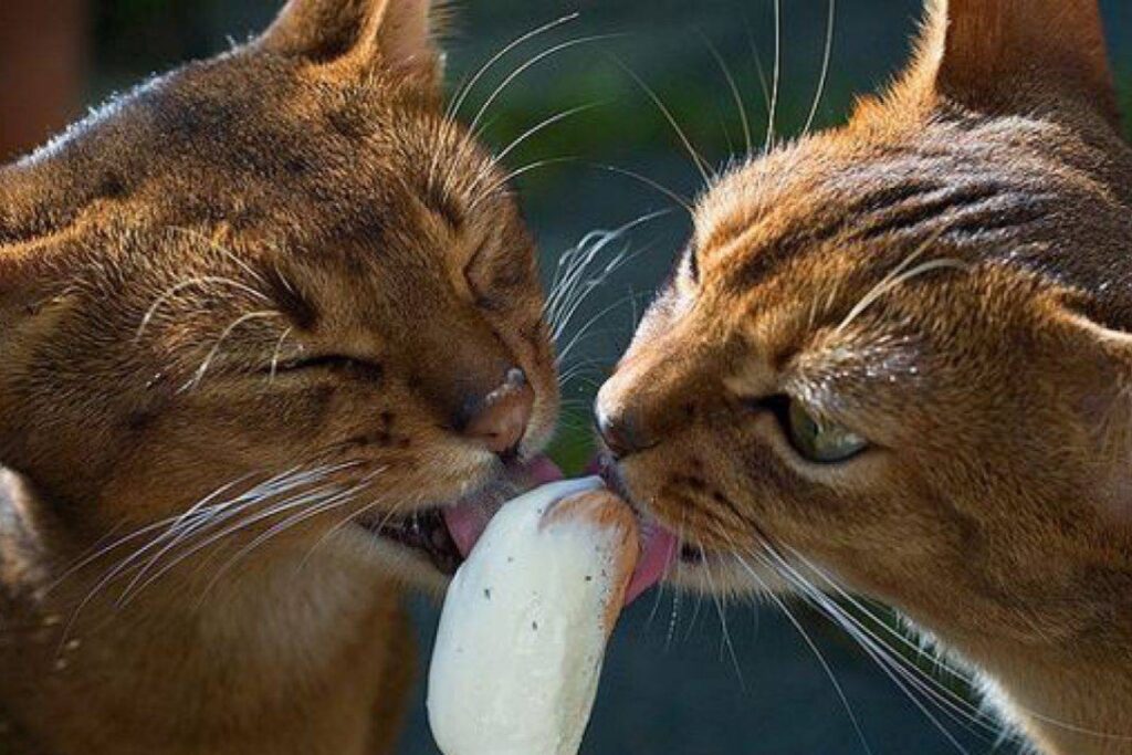 gatti mangiano il gelato