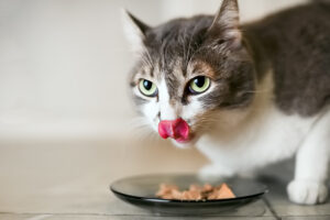 gatto si lecca i baffi mentre mangia