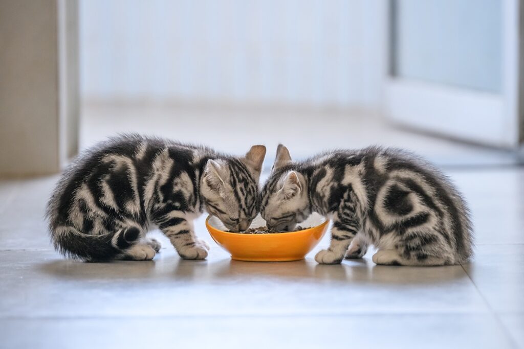 gattini mangiano crocchette