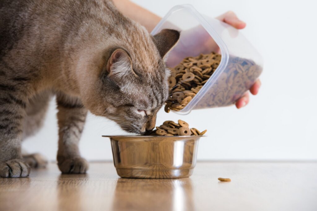 gatto mangia in maniera impaziente