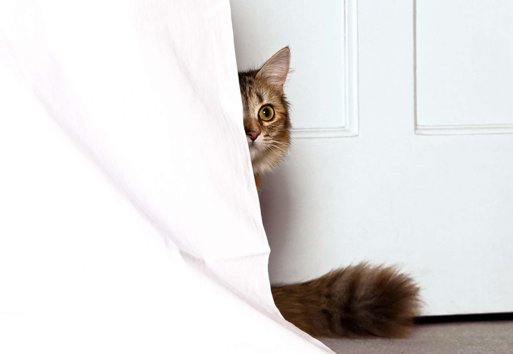 cat behind the curtain
