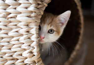 I gatti vedono i fantasmi o no? Quello che non ti aspetti