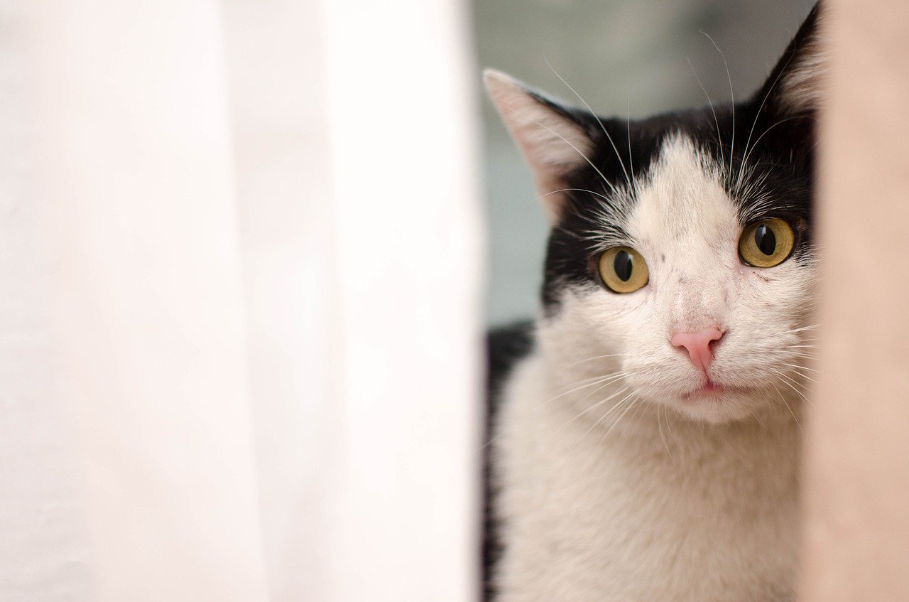 gatto guarda nascosto