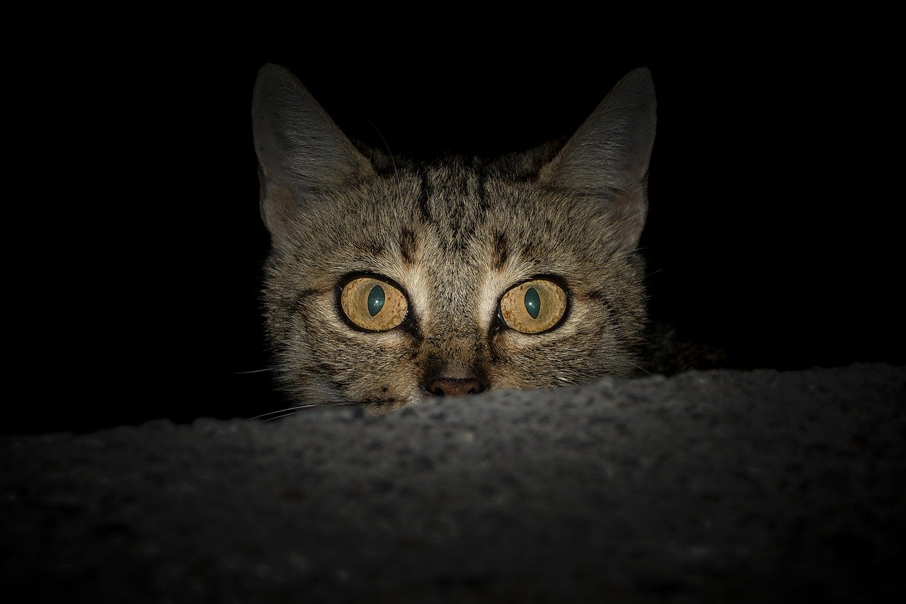 gatto occhi sbarrati