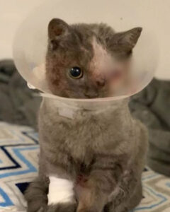 Gattina senza un occhio abbandonata vicino a un cassonetto; aveva solo poche settimane di vita