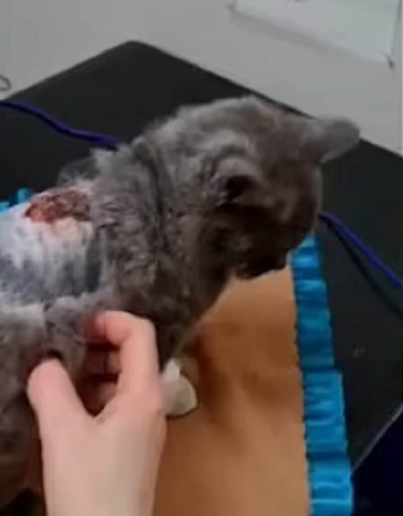 gattino con piaga sulla schiena