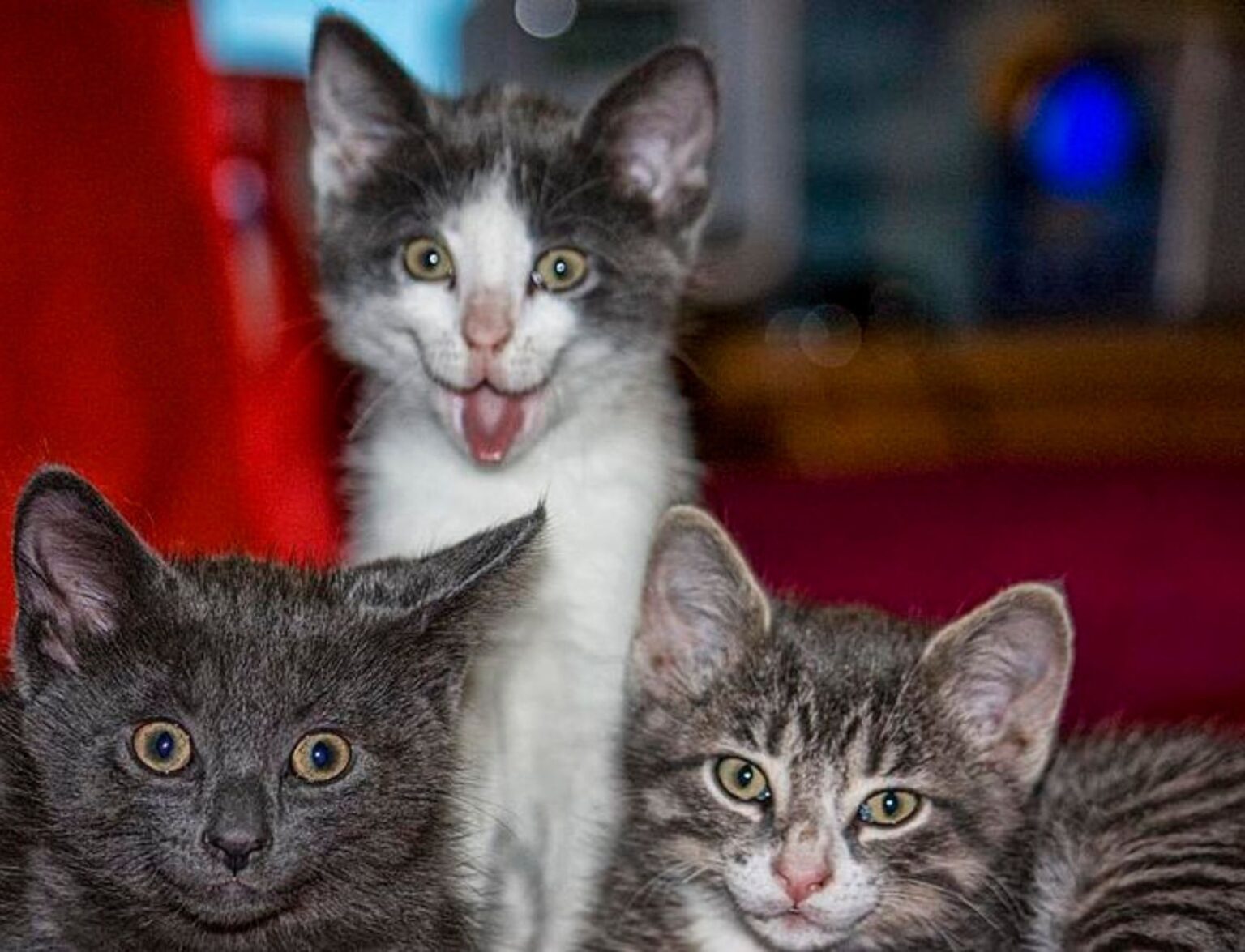 3 кота смешные приколы