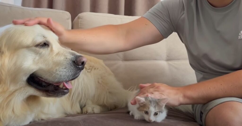 cane e gatto sul divano