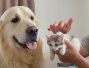 Il gattino conosce il suo nuovo amico per la pelle: un Golden Retriever (video)