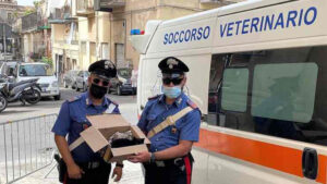 Gattino abbandonato in una scatola di cartone con 40°C all’ombra; il ritrovamento dei Carabinieri