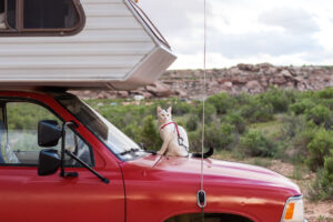 Come capisco se il gattino è pronto a una vacanza in camper?