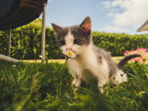 Come capisco se il gattino è pronto a una vacanza in montagna?