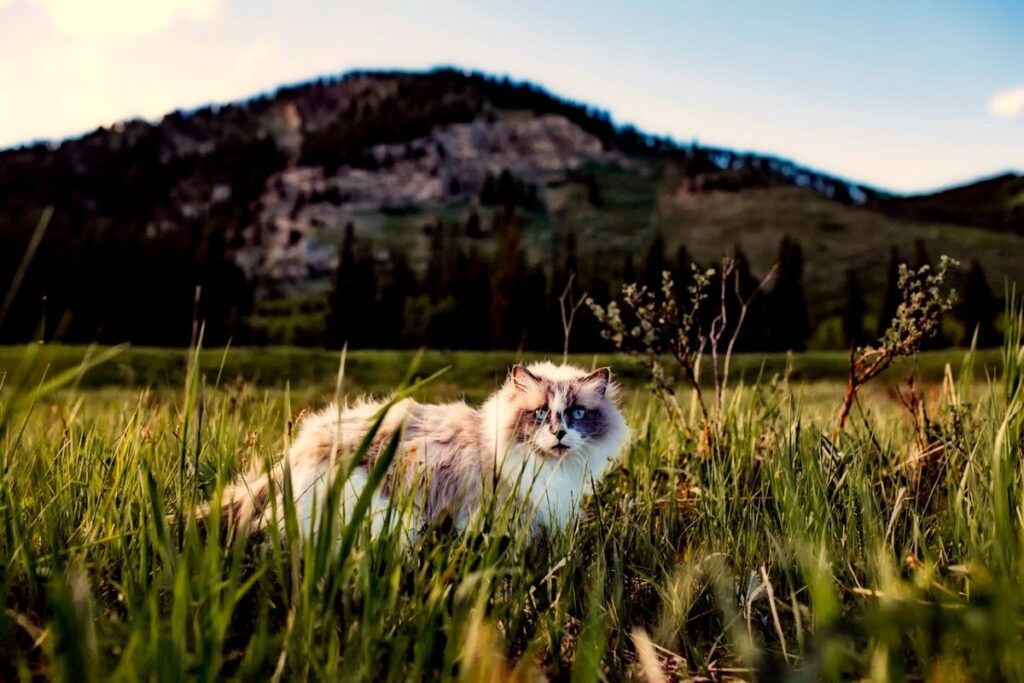 gatto nell'erba