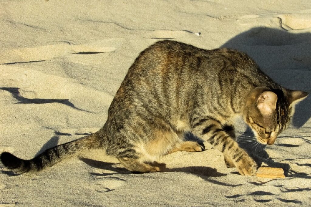 gattino scava sulla sabbia