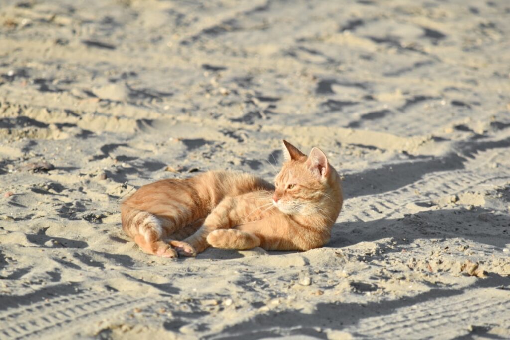 gattino arancione disteso sulla sabbia