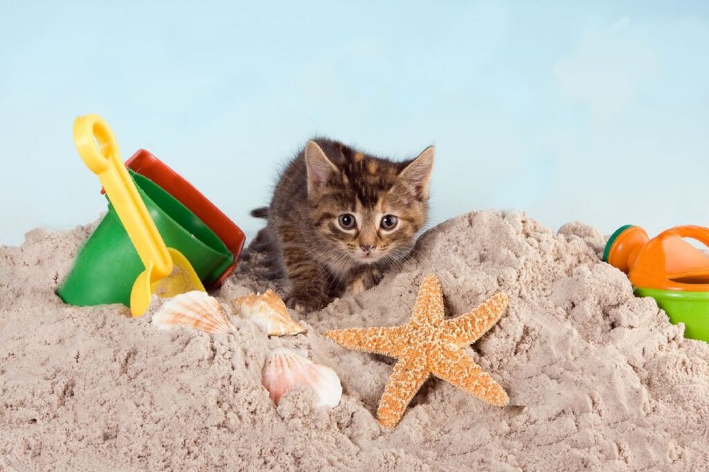 gattino in posa sulla sabbia