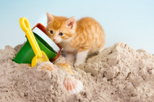 Perché il gattino fa cacca in spiaggia?