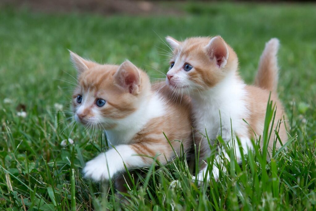 due gattini bianchi e arancioni