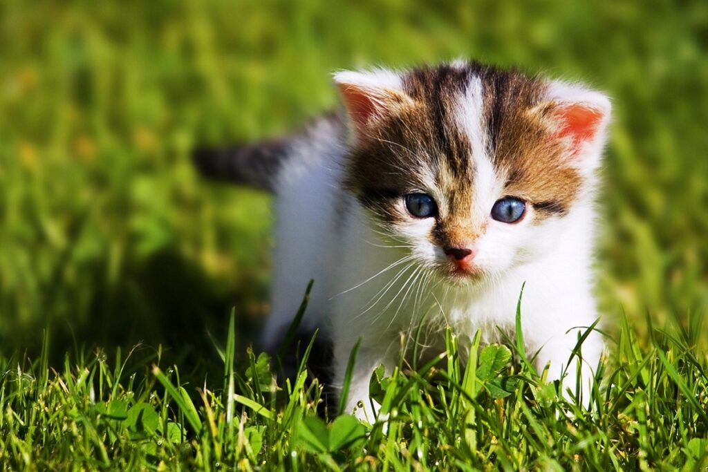 gattino tricolore su un prato