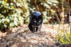 Gattino fugge dalla casa vacanze