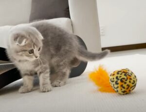 Dolce gattino gioca con un divertente giocattolo per la prima volta (video)