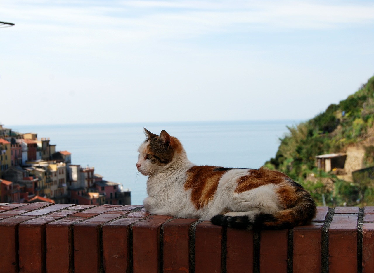 gatto si rilassa in vacanza