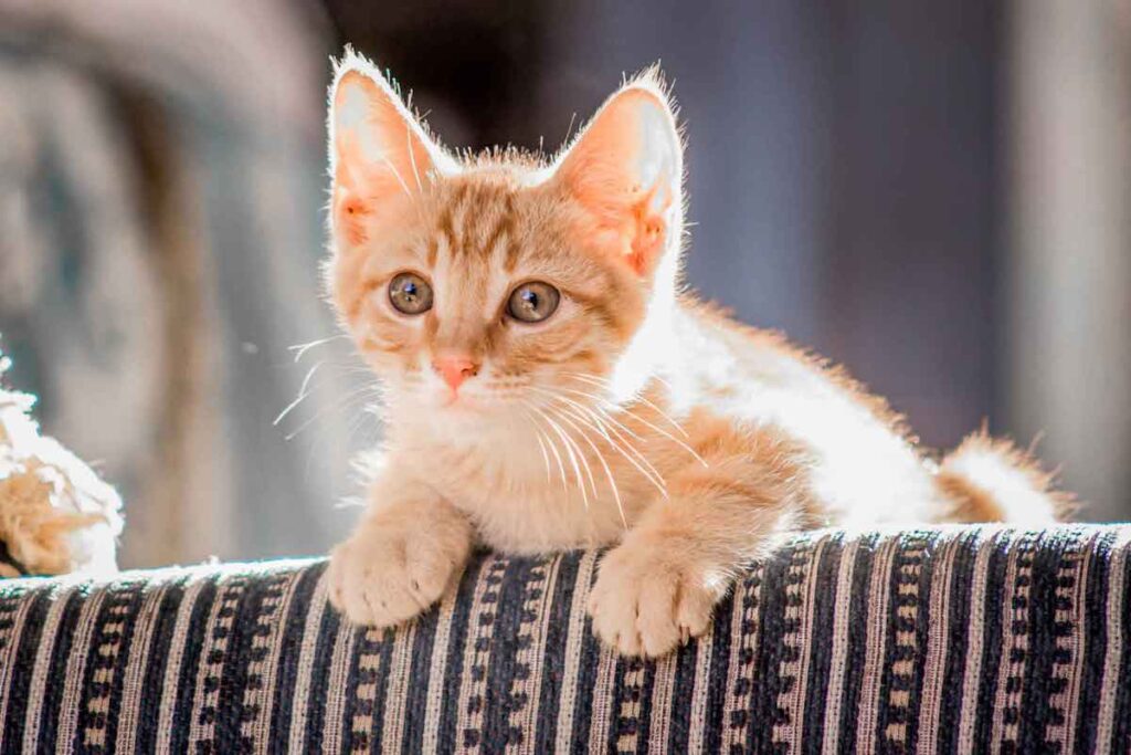 cucciolo di gatto salta sul divano