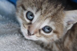 Perché il gattino mi mordicchia sempre le orecchie?