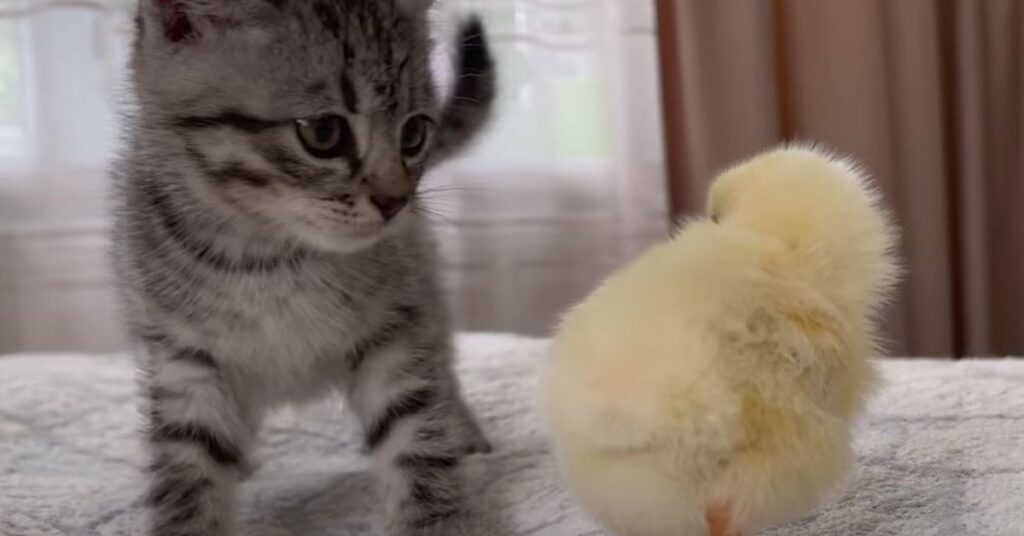 cucciolo di gatto gioca con un pulcino