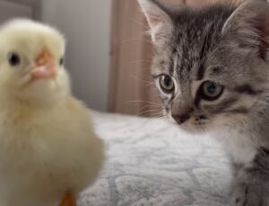 Il gattino incontra un dolce pulcino per la prima volta (video)