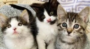 Tre gattini inseparabili: la loro bellissima storia
